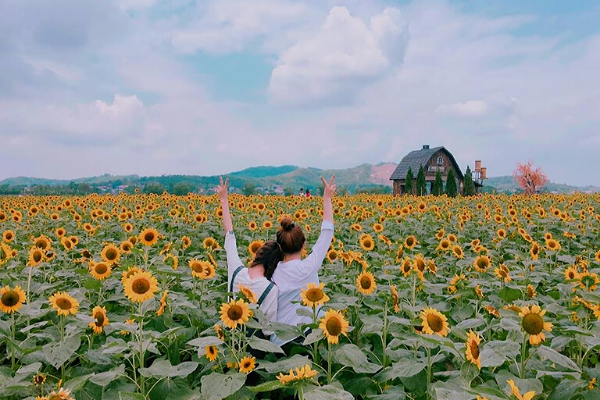 Những Cánh đồng hoa đẹp mê lòng người ở Việt Nam