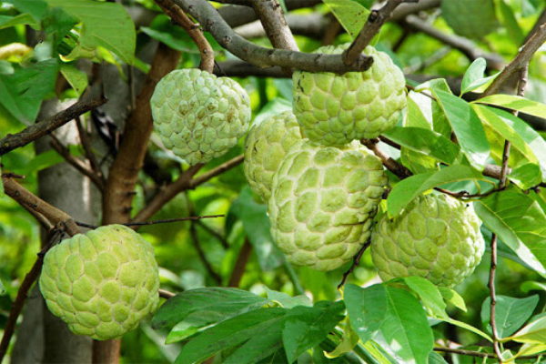 Đến Cần Giờ thỏa mãn đam mê ăn uống