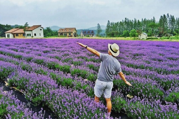 Những Cánh đồng hoa đẹp mê lòng người ở Việt Nam