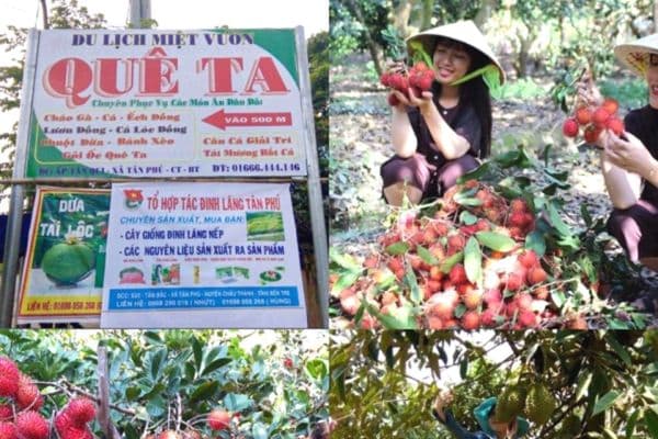 Các vườn trái cây nổi tiếng tại xứ Dừa Bến Tre