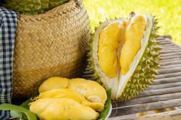 Các vườn trái cây nổi tiếng tại xứ Dừa Bến Tre
