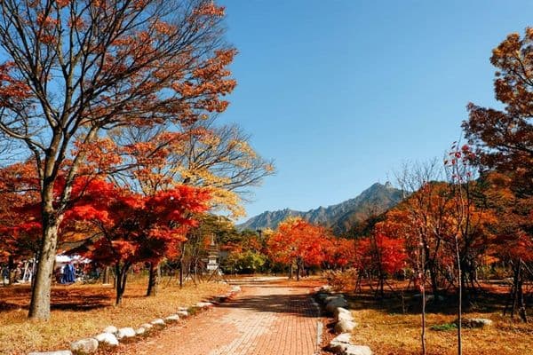 Cẩm nang du lịch Hàn Quốc xứ sở Kim Chi mà bạn cần biết 