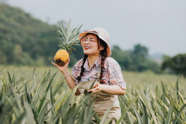 Cánh đồng dứa tuyệt đẹp thu hút giới trẻ checkin ở Ninh Bình