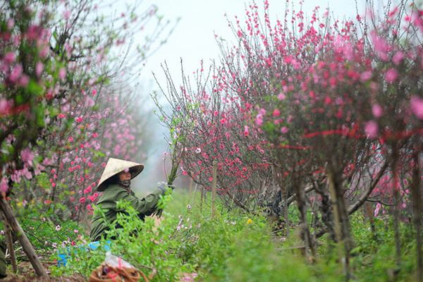 Cập nhật giá vé máy bay ngày 27 Tết lên kế hoạch ngay