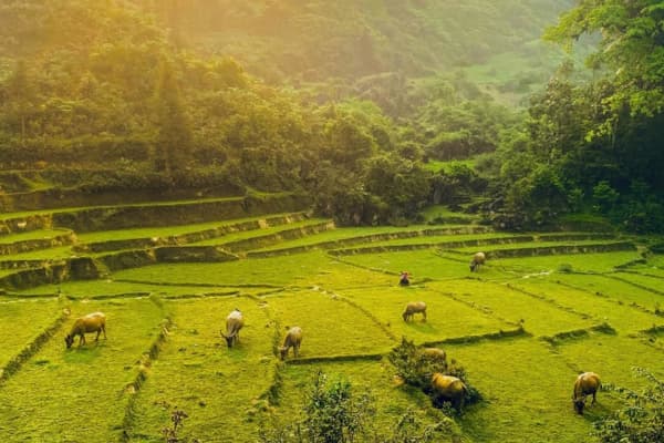 Chợ Phiên Bắc Hà