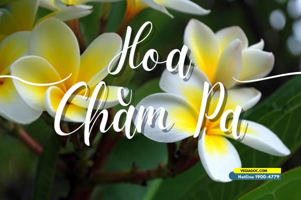 Chiêm ngưỡng vẻ đẹp hoa Champa linh hồn xứ Lào