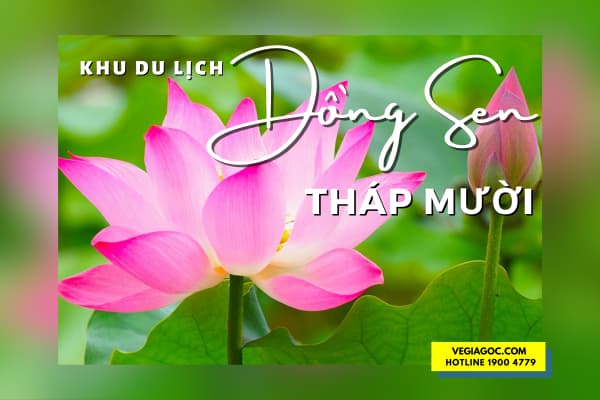 Khu Du Lịch Sinh Thái Đồng Sen Tháp Mười