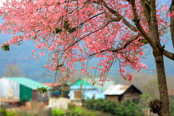Nắm bắt ảnh đẹp sapa mùa xuân cùng top 10 địa điểm chụp ảnh đẹp nhất