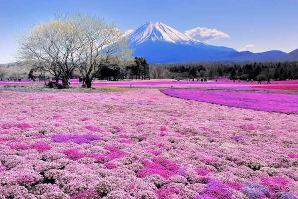 Những cánh đồng hoa dại đẹp nhất thế giới