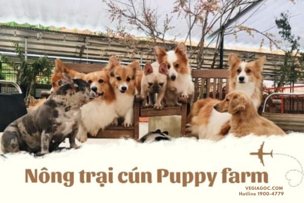 Nông trại cún Puppy Farm Đà Lạt Điểm du lịch cho tín đồ mê cún