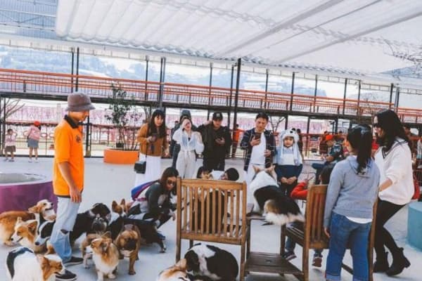 Nông trại cún Puppy Farm Đà Lạt Điểm du lịch cho tín đồ mê cún