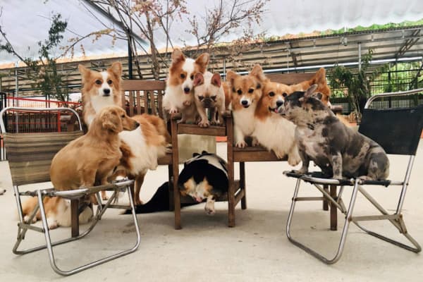 Nông trại cún Puppy Farm Đà Lạt Điểm du lịch cho tín đồ mê cún