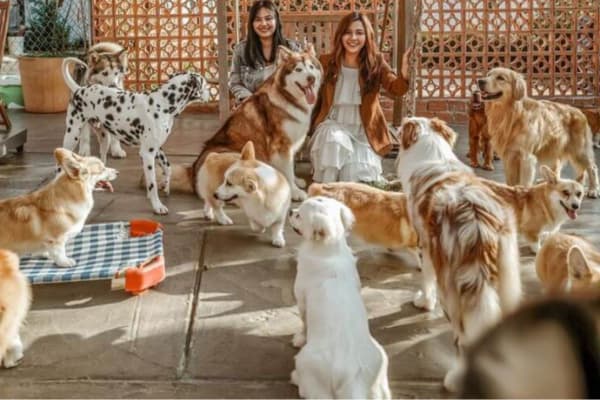 Nông trại cún Puppy Farm Đà Lạt Điểm du lịch cho tín đồ mê cún