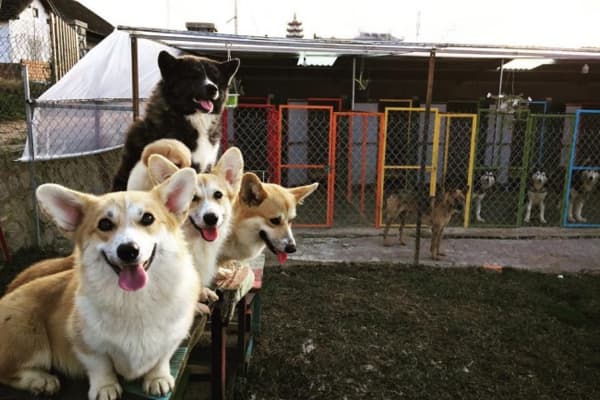 Nông trại cún Puppy Farm Đà Lạt Điểm du lịch cho tín đồ mê cún
