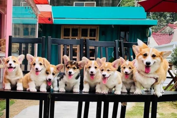 Nông trại cún Puppy Farm Đà Lạt Điểm du lịch cho tín đồ mê cún