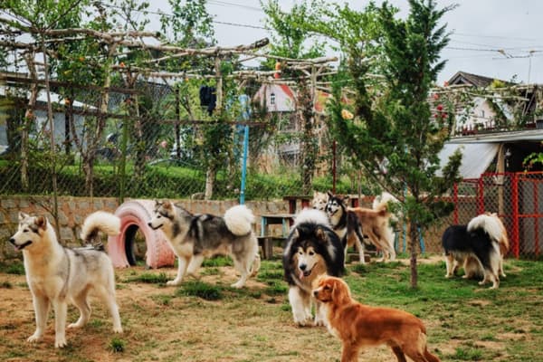 Nông trại cún Puppy Farm Đà Lạt Điểm du lịch cho tín đồ mê cún