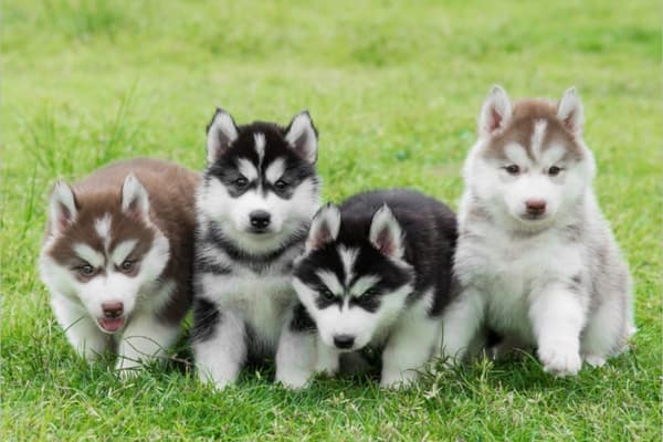 Nông trại cún Puppy Farm Đà Lạt Điểm du lịch cho tín đồ mê cún