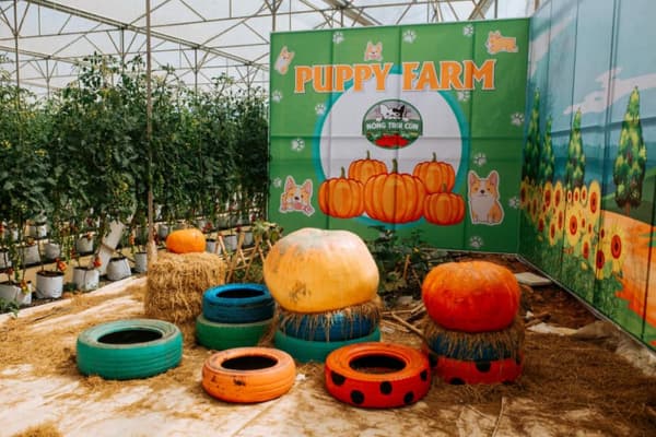 Nông trại cún Puppy Farm Đà Lạt Điểm du lịch cho tín đồ mê cún