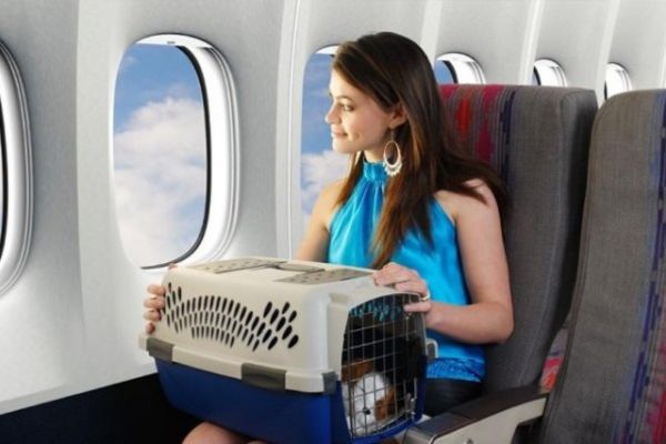 Quy định vận chuyển thú cưng trên các chuyến bay của Bamboo Airways