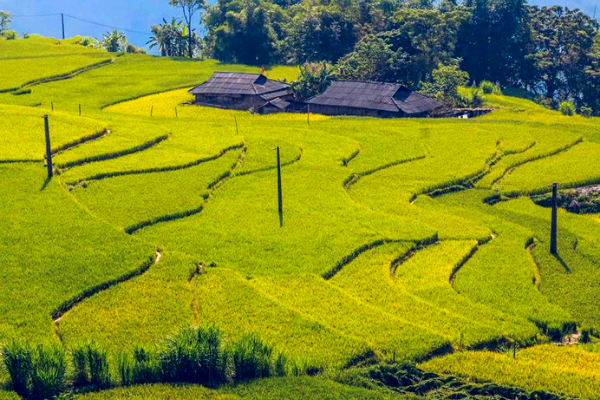 Ruộng bậc thang Hoàng Su Phì bản hòa tấu của núi rừng Hà Giang