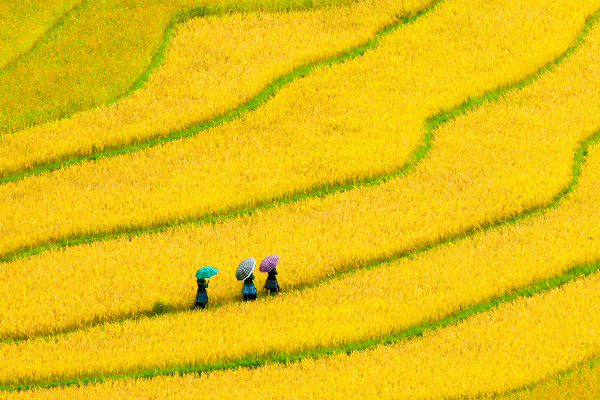 Ruộng bậc thang Hoàng Su Phì bản hòa tấu của núi rừng Hà Giang