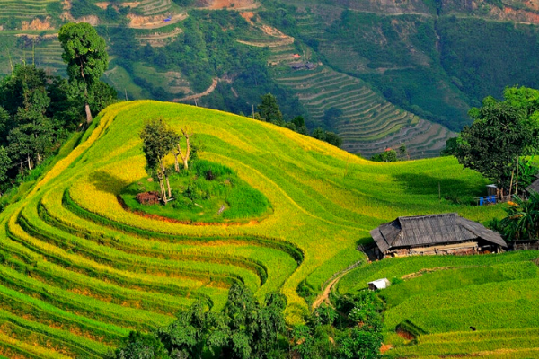 Ruộng bậc thang Hoàng Su Phì bản hòa tấu của núi rừng Hà Giang