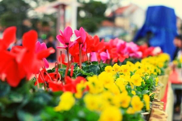 Săn vé máy bay giá rẻ chỉ từ 190 000đ đón Festival Hoa Đà Lạt 2019