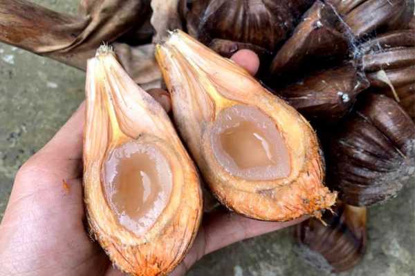 Tác dụng dừa nước đối với sức khỏe