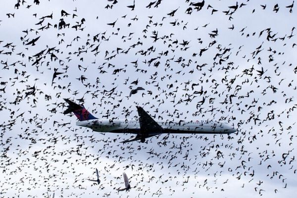Tại sao máy bay thường sợ những chú chim va vào