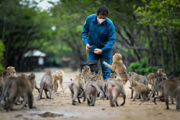 Tham Quan Đảo Khỉ Cần Giờ Với Những Trải Nghiệm Thú Vị