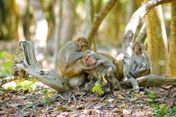 Tham Quan Đảo Khỉ Cần Giờ Với Những Trải Nghiệm Thú Vị