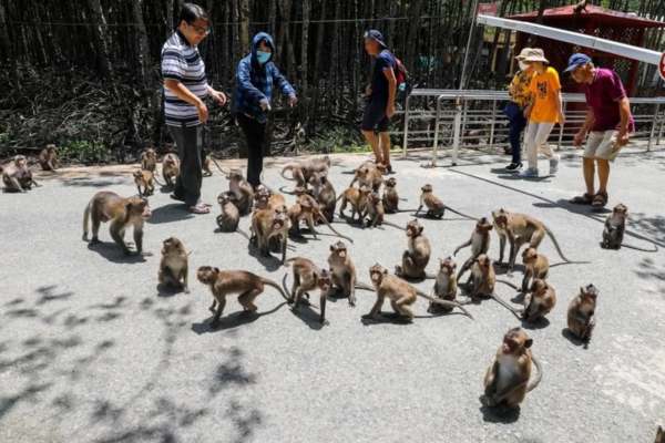 Tham Quan Đảo Khỉ Cần Giờ Với Những Trải Nghiệm Thú Vị