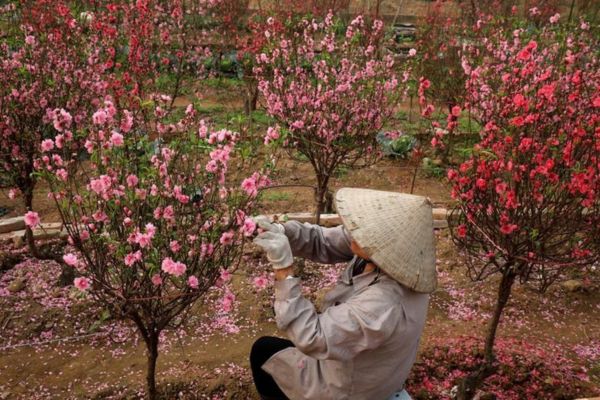 Tiết Kiệm Chi Phí Tết Vé Máy Bay Đà Nẵng đi Thanh Hóa