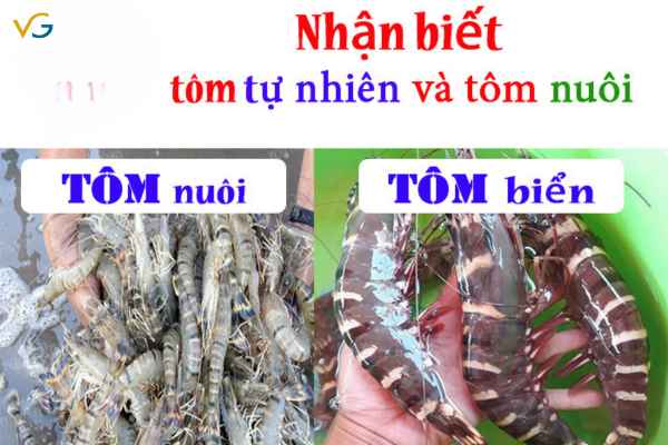 Tôm sú món ngon đặc biệt của biển