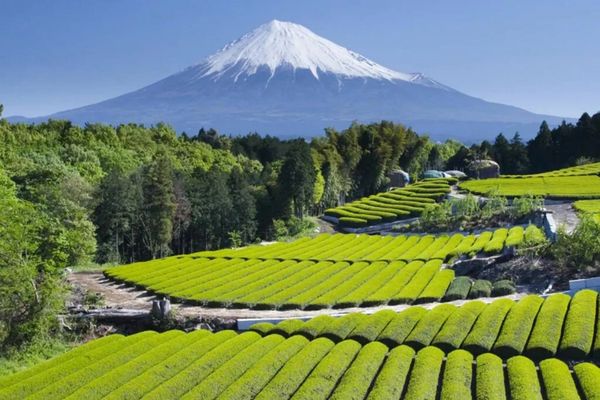 Ưu đ&atilde;i đặc biệt v&eacute; hạng Thương Gia Vietjet chặng Shizuoka