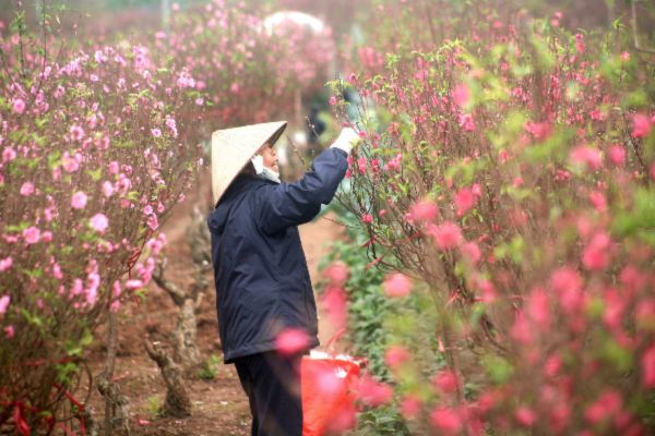 Vé máy bay Tết 2025 Đà Nẵng đi Hải Phòng siêu tiết kiệm, giá chỉ từ 299.000Đ