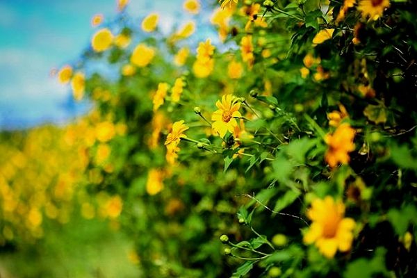 Vé máy bay khuyến mãi đi Đà Lạt Tháng 12