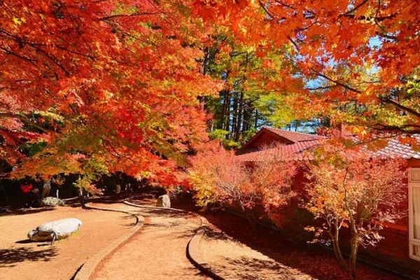 Vé máy bay Vietjet đi Đài Bắc mùa Thu khám phá xứ Đài rực rỡ lá vàng