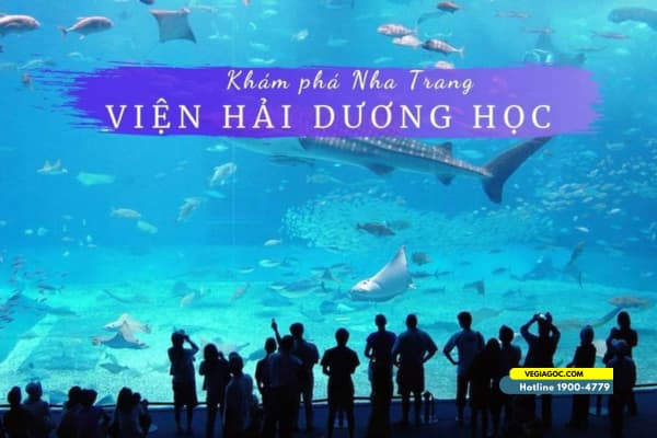 Viện Hải dương học Nha Trang những lý do nhất định không nên bỏ lỡ
